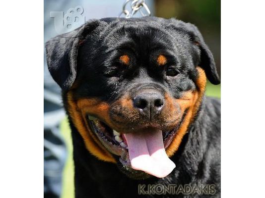 PoulaTo: Rottweiler κουτάβι